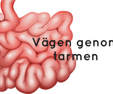 vägen genom tarmen