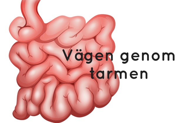 vägen genom tarmen